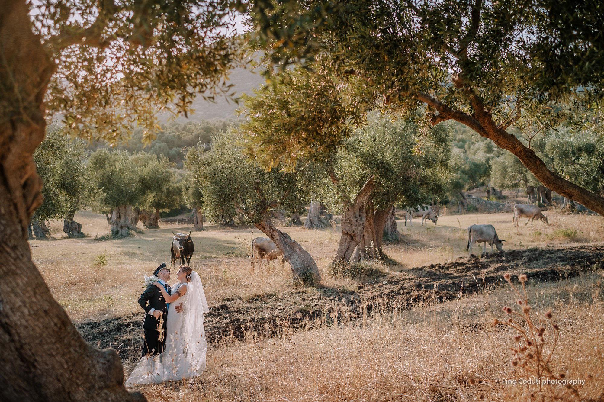 matrimonio con ulivi e paesaggio del Gargano
