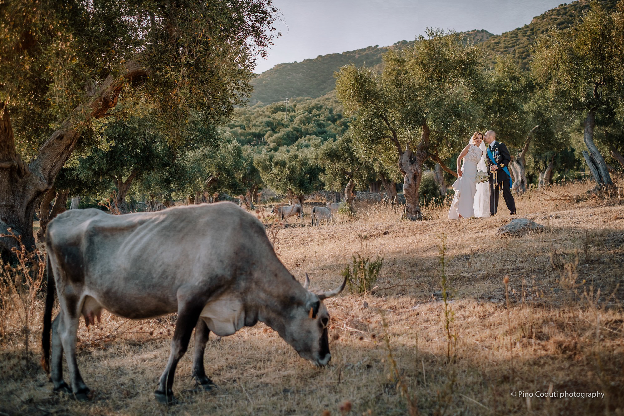 matrimonio con ulivi e paesaggio del Gargano